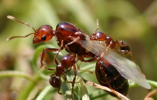 Fire Ants | Coastal Pest Control of the Treasure Coast